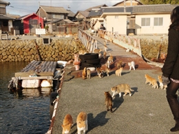 猫の島の船着場