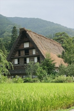 合掌造りと田園