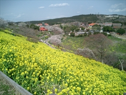 遊歩道の菜の花